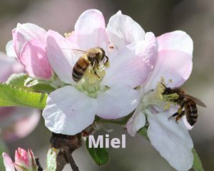 Photo taguée Miel d'abeilles sur une fleur des jardins de la Pauze à Royat