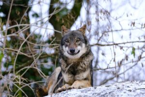 Un loup dans la nature